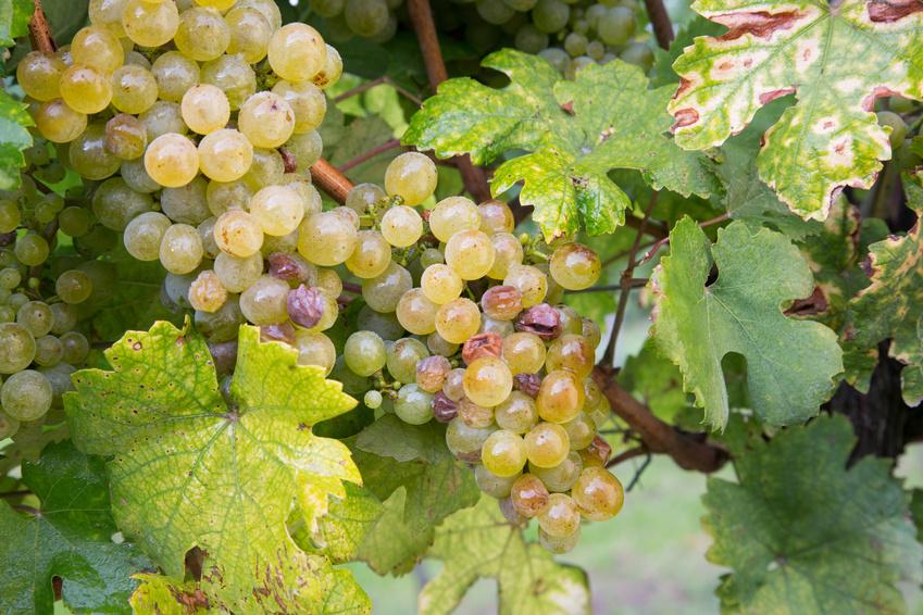 Wir stellen vor: Der Riesling