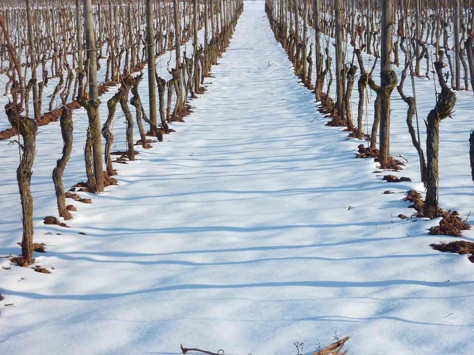 Geht auch Weißwein im Winter? – Das Weinregal für die kalten Tage bestücken