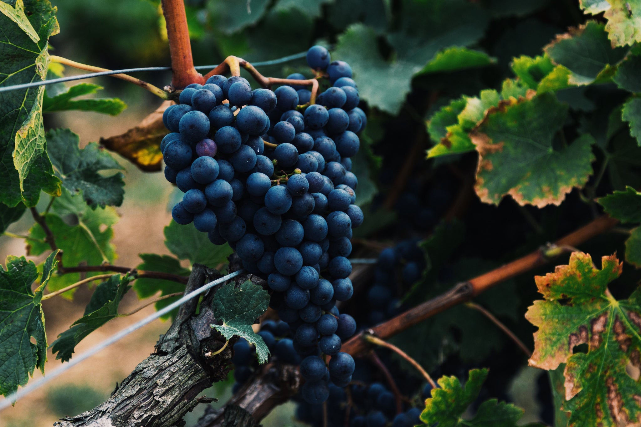 Roséwein